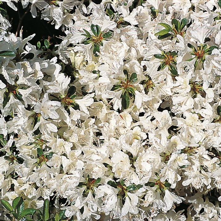 Japanische Azalee 'Schneewittchen'