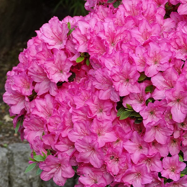 Japanische Azalee 'So chic'