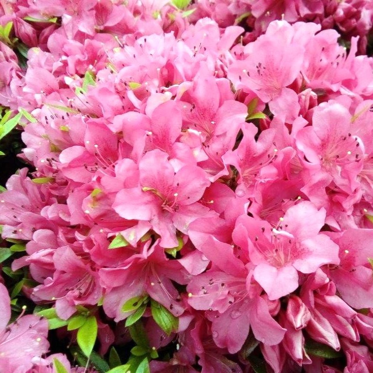 Japanische Azalee 'Talamanca'