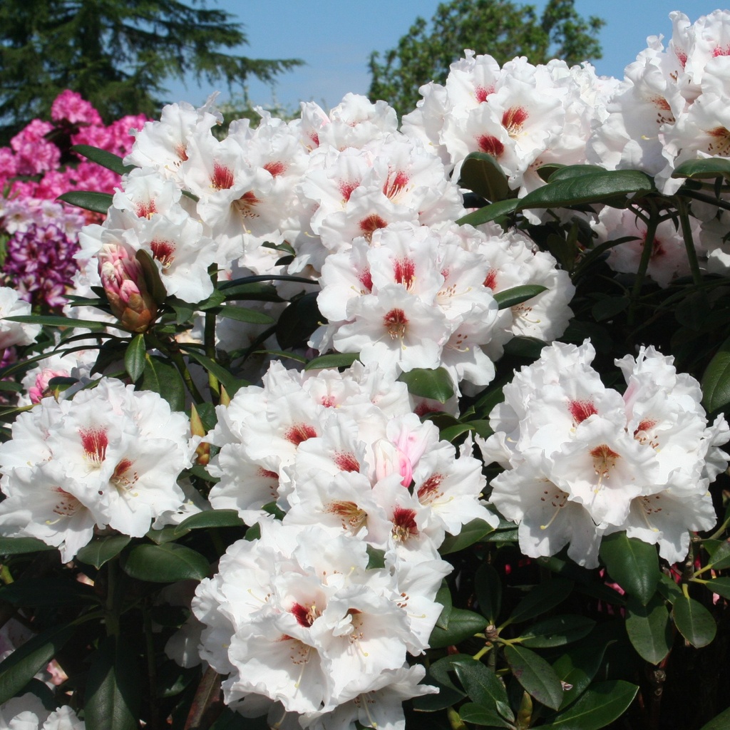 Rhododendron 'Bohlken's Snow Fire'