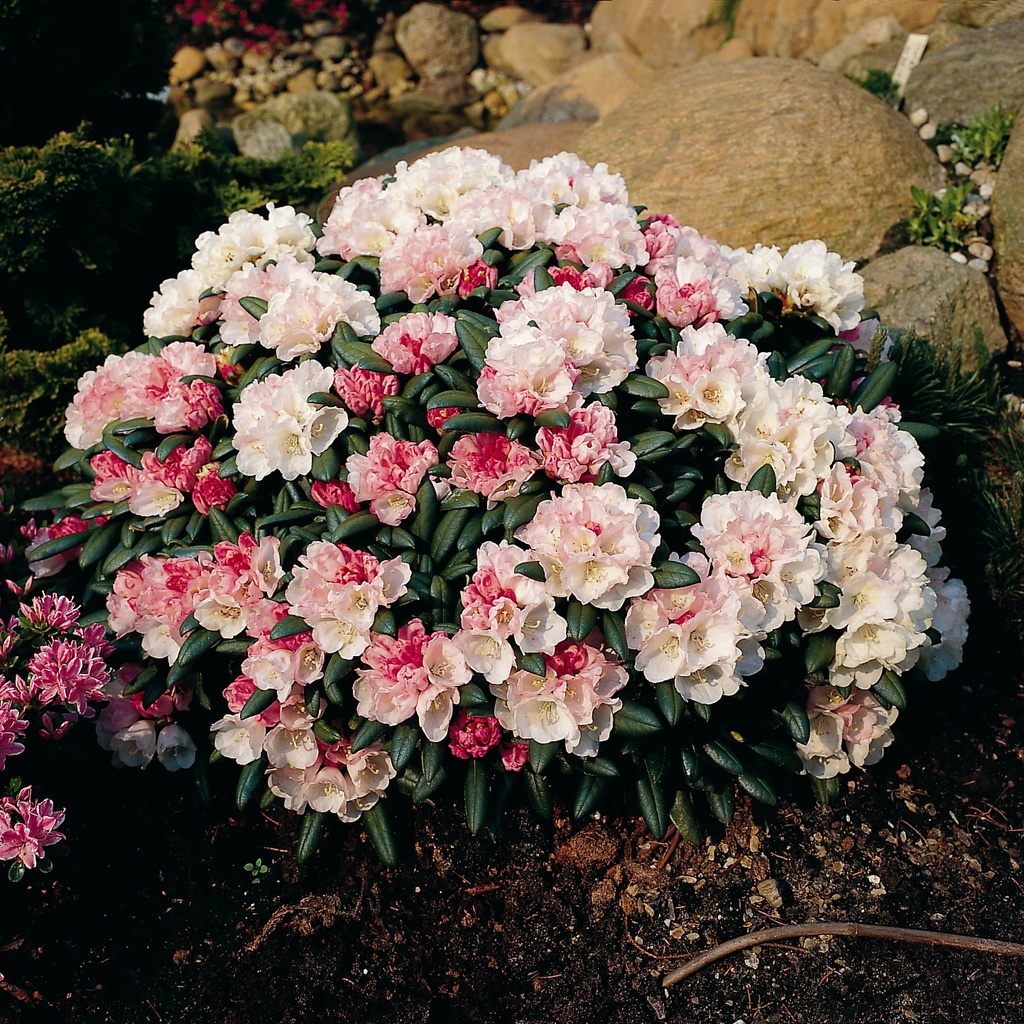 Rhododendron 'Koichiro Wada' 25-30cm