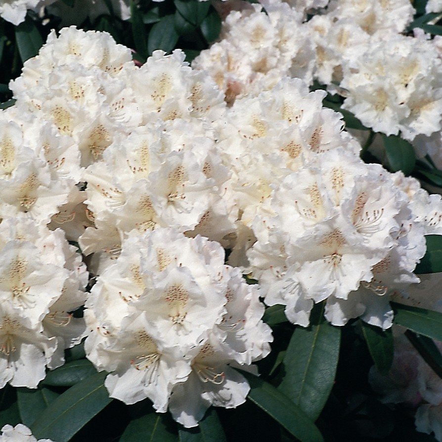 Rhododendron 'Schneekrone'