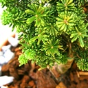 japanische Momitanne - Abies firma 'Bedgebury'- Momitanne grün- nadelig