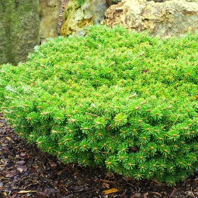 handveredelte Zwergtanne - Abies koreana 'Kristallkugel' -  Zwerg- Koreatanne grün- nadelig