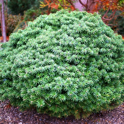 handveredelte Zwergtanne - Abies koreana 'Cis' -  Zwerg- Koreatanne dunkelgrün- nadelig