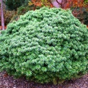 handveredelte Zwergtanne - Abies koreana 'Cis' -  Zwerg- Koreatanne dunkelgrün- nadelig