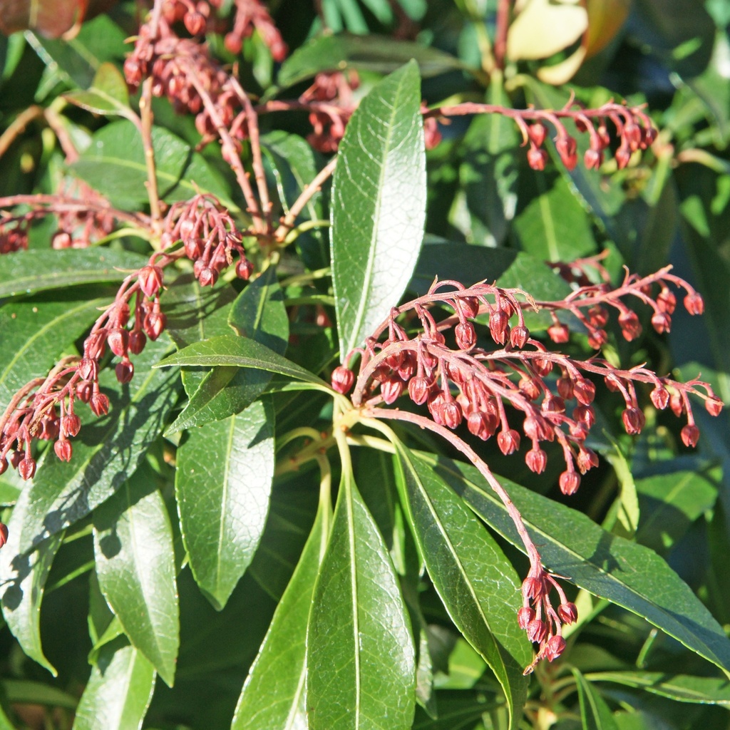 Schattenglöckchen - Pieris japonica 'Katsura'