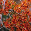 Rotblühende Zaubernuss - Hamamelis intermedia 'Aphrodite' 60-80cm