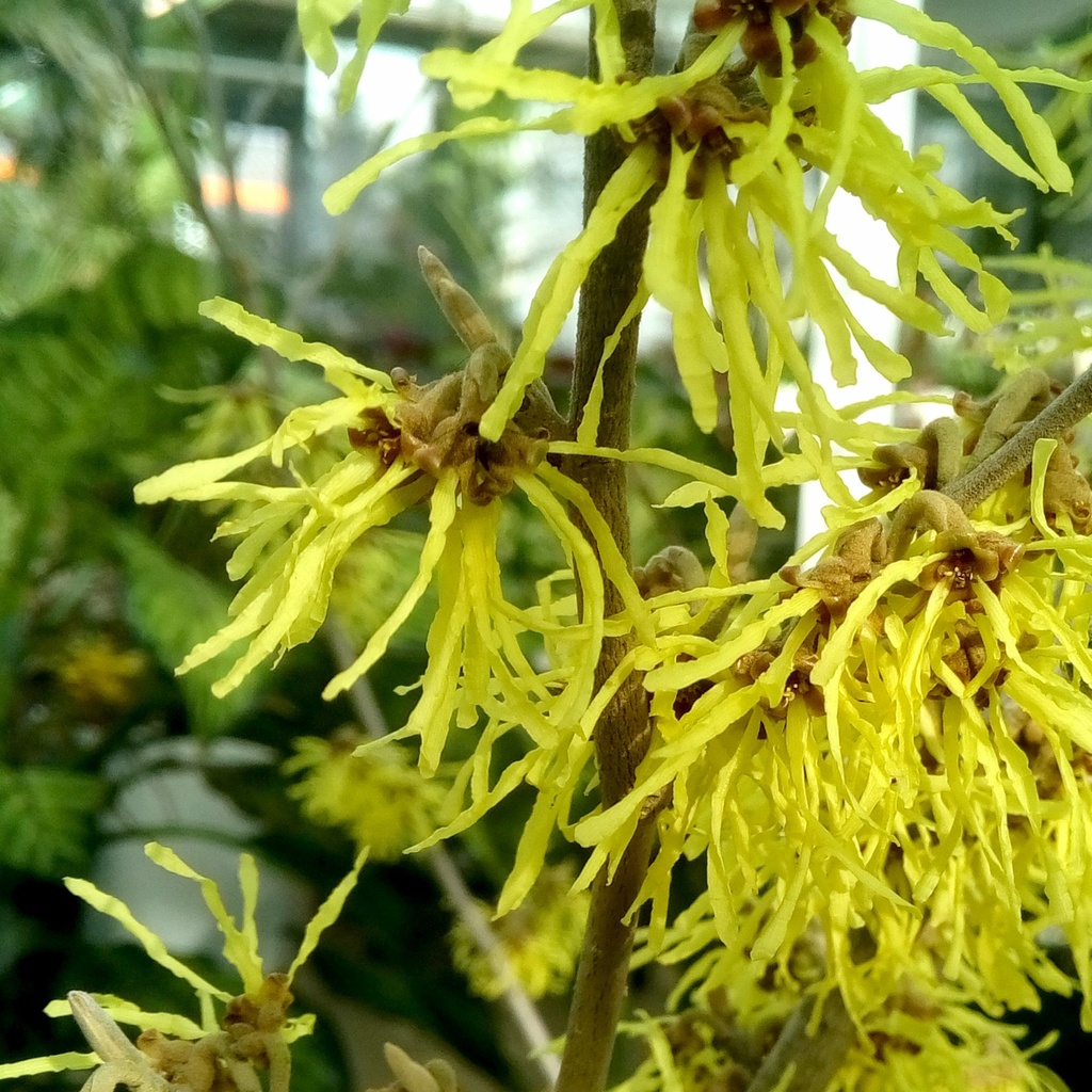 Gelblühende Zaubernuss - Hamamelis intermedia 'Arnold Promise' 50-60cm