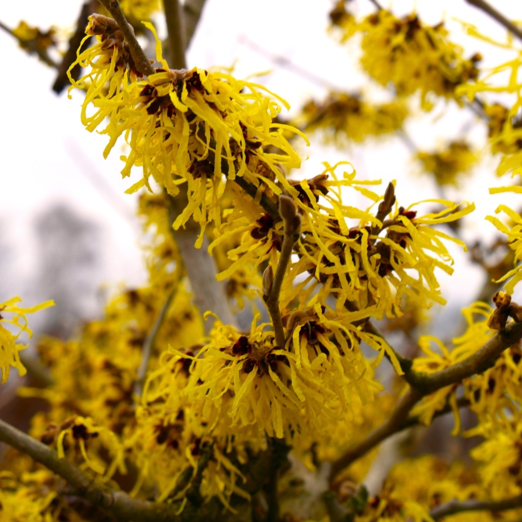 Gelblühende Zaubernuss - Hamamelis intermedia 'Pallida' 40-60cm