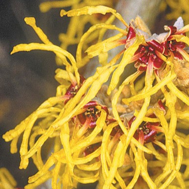 Gelblühende Zaubernuss - Hamamelis intermedia 'Pallida'