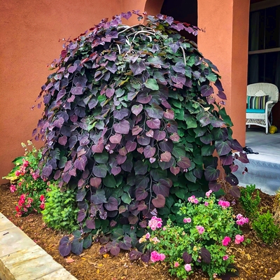 Rotlaubiger Judasbaum - Cercis canadensis 'Ruby Falls' 200-225cm