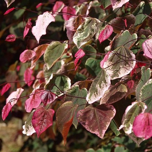 Buntlaubiger Judasbaum - Cercis canadensis 'Carolina Sweetheart' 175-200cm