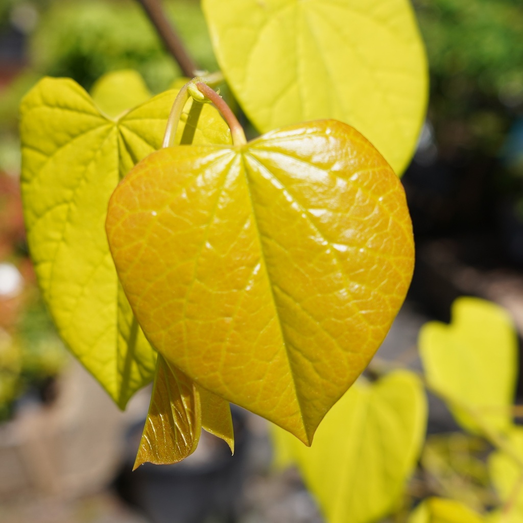 Goldlaubiger Judasbaum - Cercis canadensis 'Hearts of Gold'