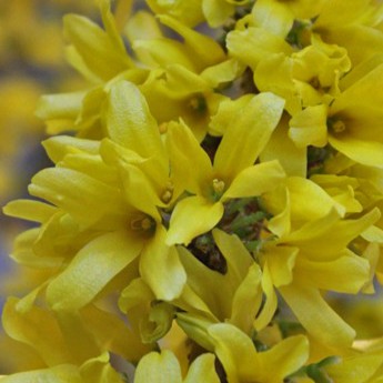 Forsythia 'Mikador'® 50cm