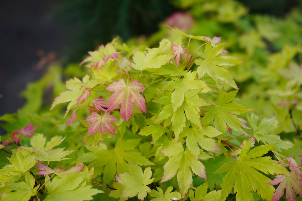 Fächer-Ahorn - Acer palmatum 'Beni Maiko'
