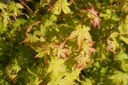 Fächer-Ahorn - Acer palmatum 'Bi-hoo' 40-50cm