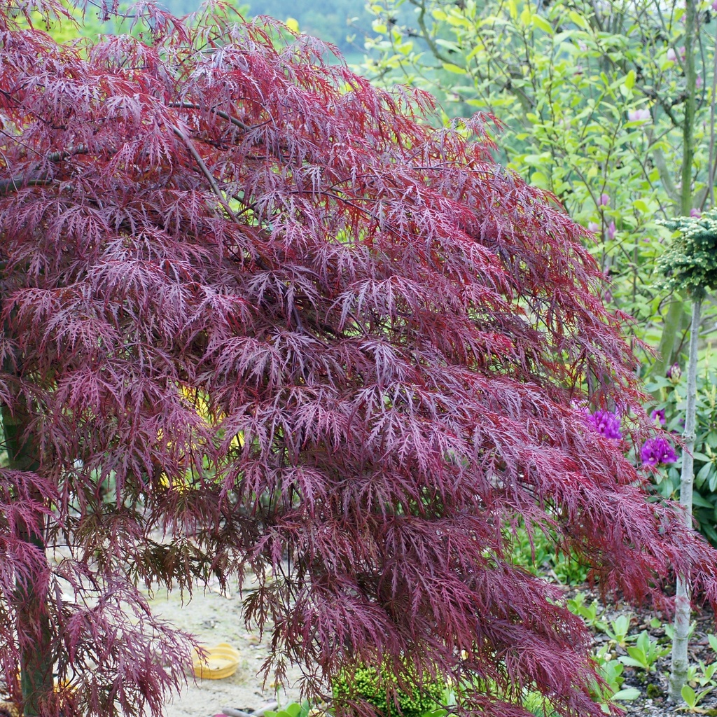 Schlitzahorn - Acer palmatum 'Dissectum Garnet' 50-60cm