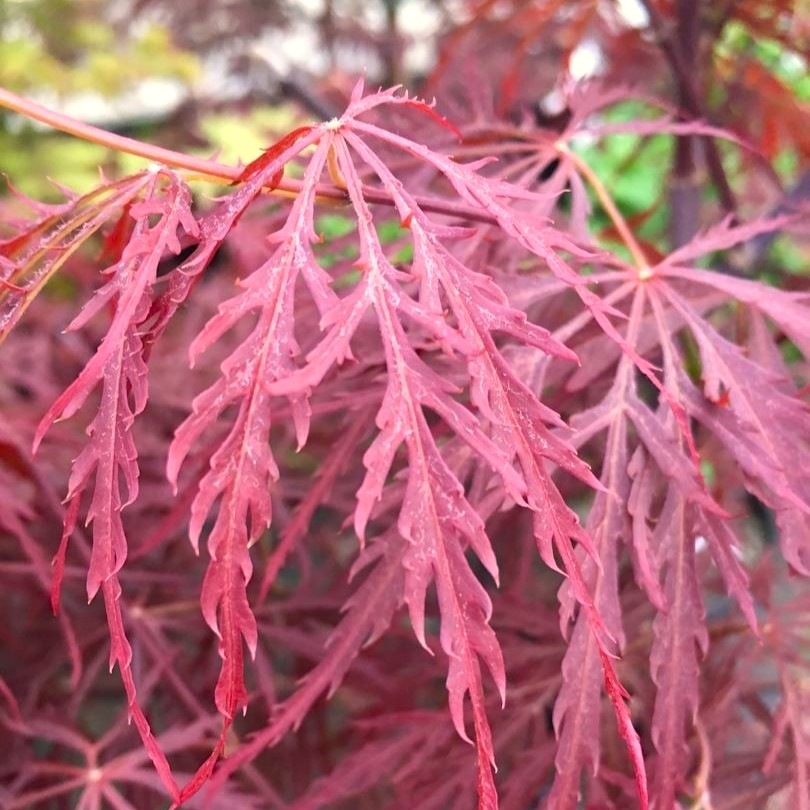 Fächer-Ahorn - Acer palmatum 'Inaba-shidare' 60-80cm