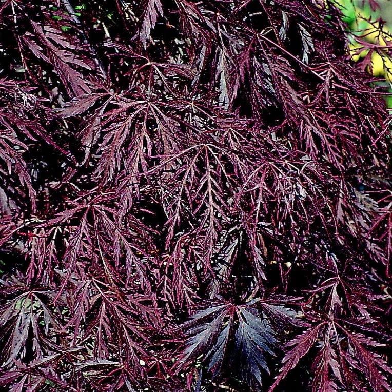 Fächer-Ahorn - Acer palmatum 'Inaba-shidare'
