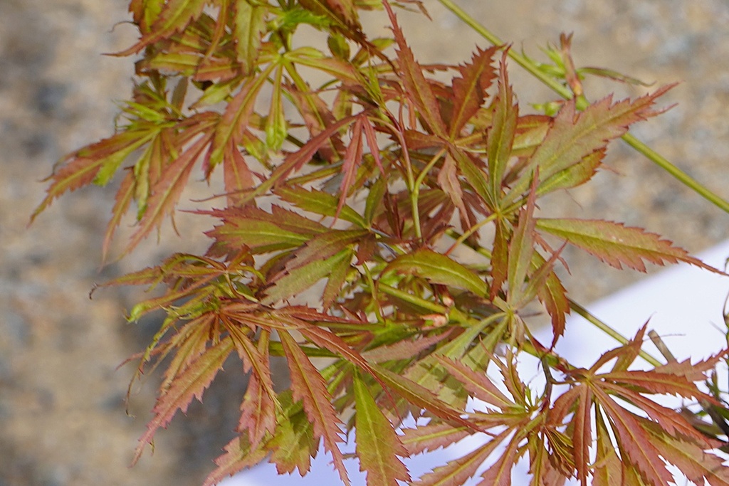 Fächer-Ahorn - Acer palmatum 'Jerre Schwartz'