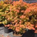 Fächer-Ahorn - Acer palmatum 'Jerre Schwartz' 100-125cm