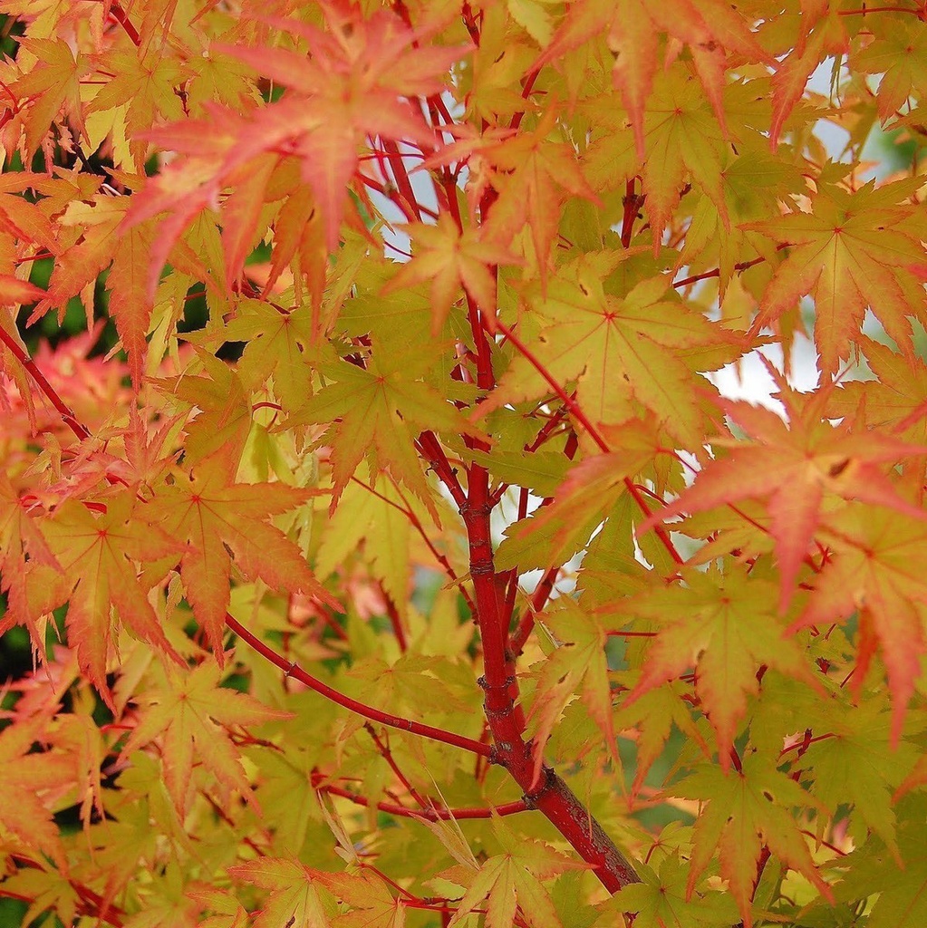 Fächer-Ahorn - Acer palmatum 'Sangokaku' 100-125cm