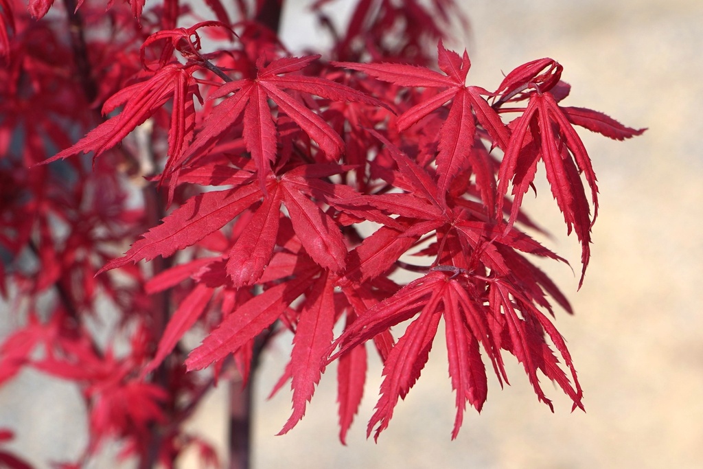 Fächer-Ahorn - Acer palmatum 'Skeeter's Broom' 60-80cm