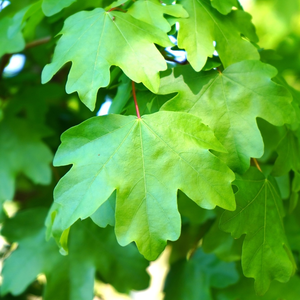 Feld-Ahorn - Acer campestre 8-10 45l