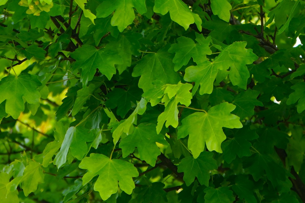 Feld-Ahorn - Acer campestre 'Elsrijk'  45l