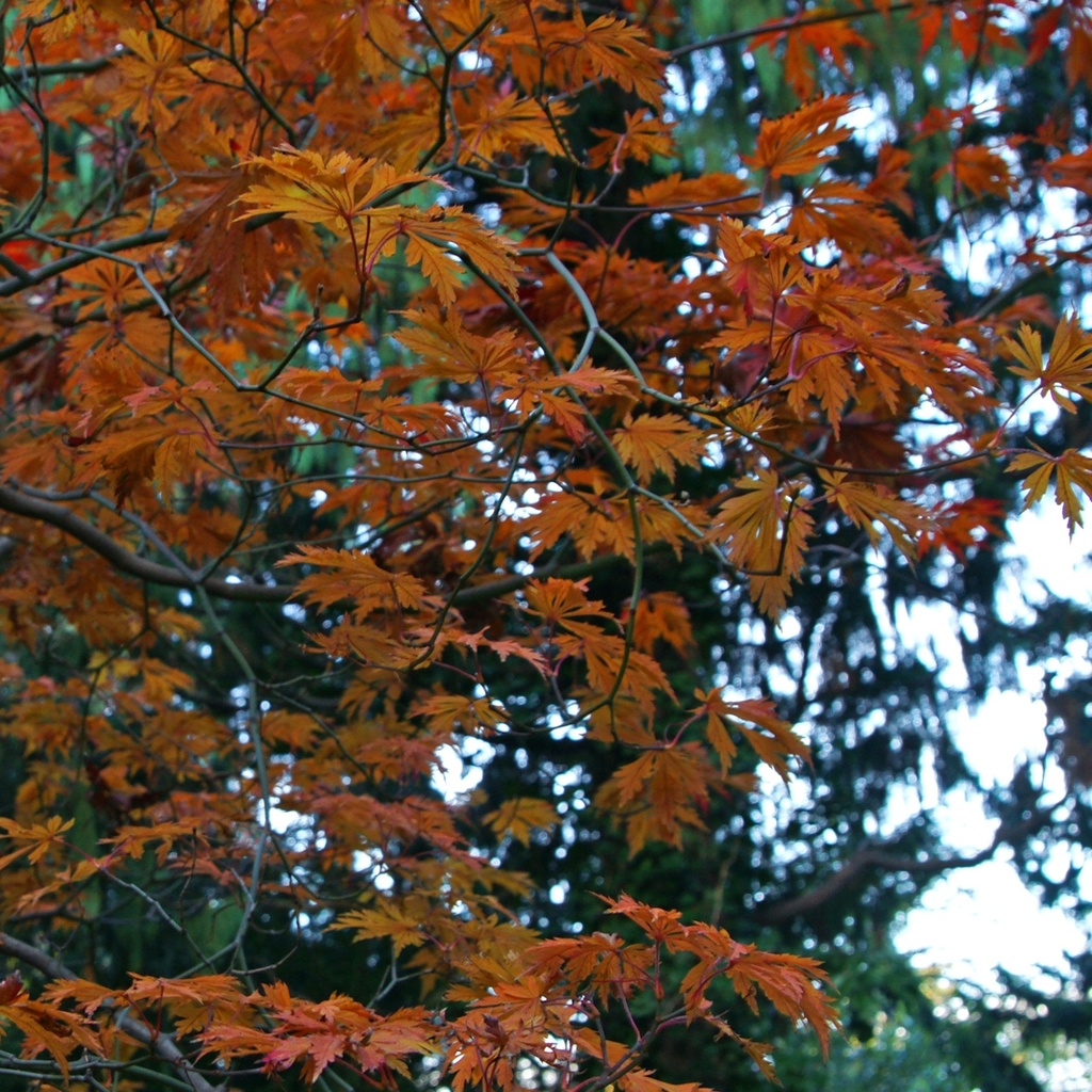 Japanischer Ahorn - Acer japonicum 'Aconitifolium' 80-100cm