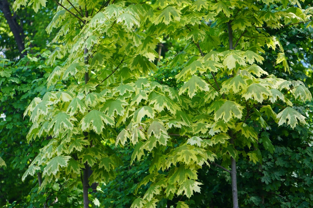 Spitz-Ahorn - Acer platanoides 'Drummondii'