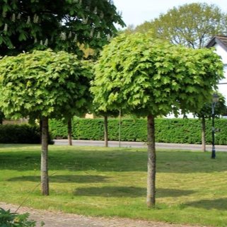 Kugel-Ahorn - Acer platanoides 'Globosum' 150cm