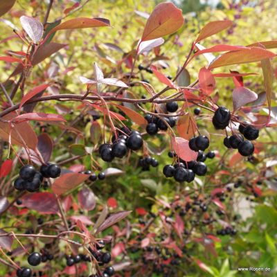 Apfelbeere - Aronia melanocarpa 'Hugin'