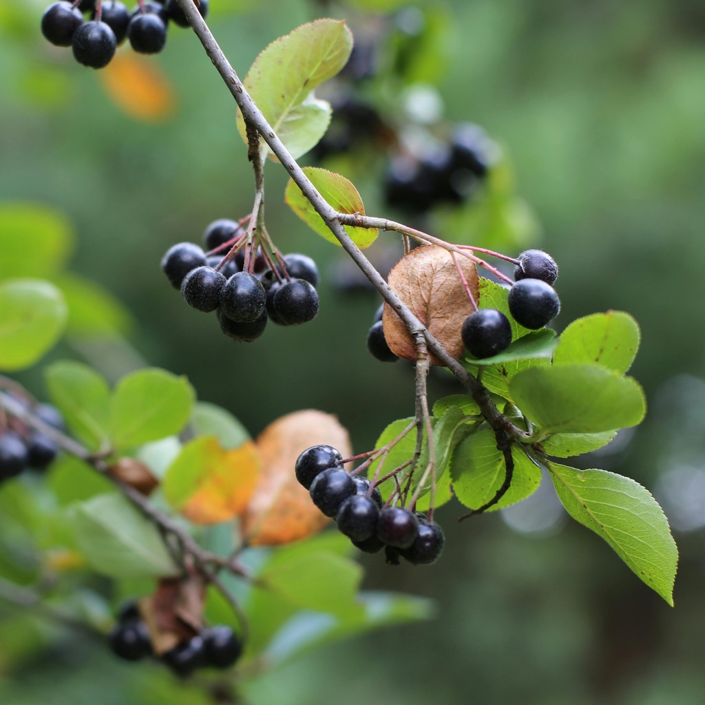Apfelbeere - Aronia melanocarpa 'Viking'