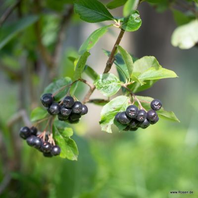 Apfelbeere - Aronia prunifolia 'Nero' 40-50cm