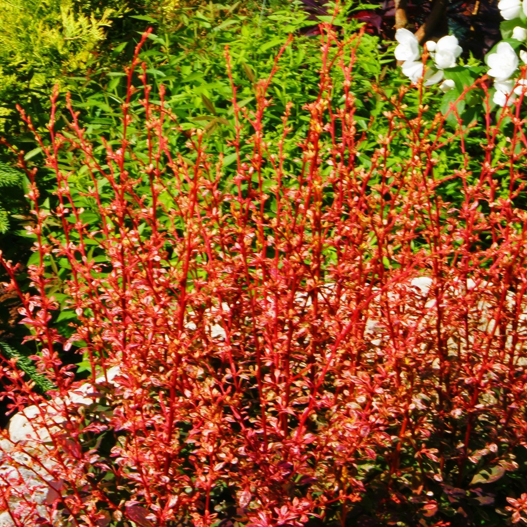 Rote Zwergberberitze - Berberis thunbergii 'Atropurpurea Nana'