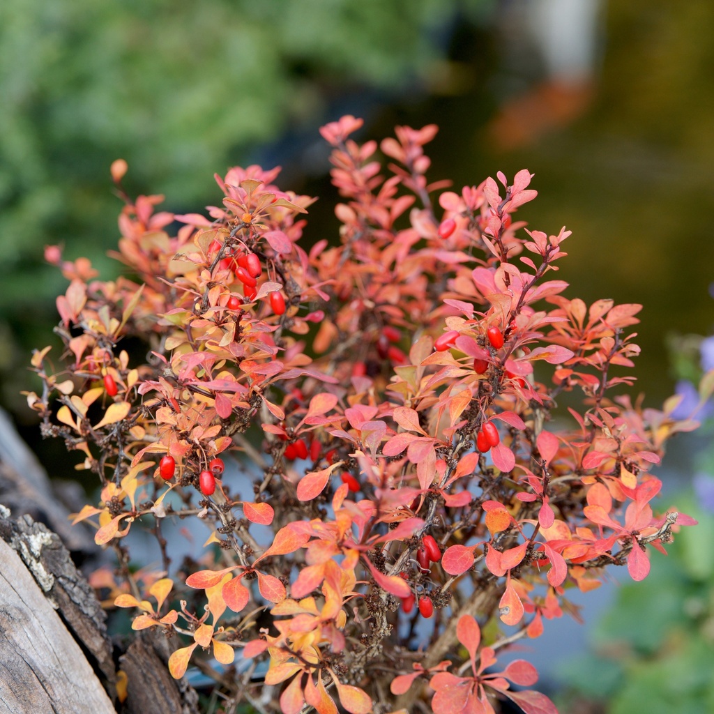 Zwergberberitze - Berberis thunbergii 'Kobold' 15-20cm