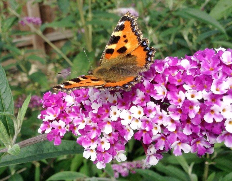 Sommerflieder - Buddleja davidii 'Berries and Cream' C3