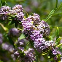 Wechselblättriger Schmetterlingsflieder - Buddleja alternifolia