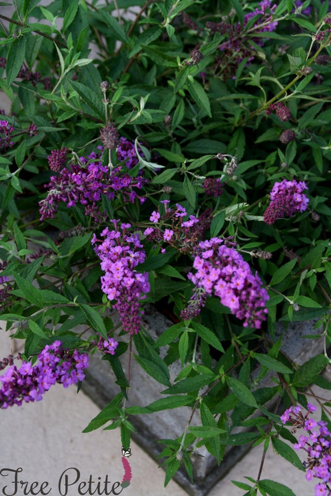 Schmetterlingsflieder - Buddleja davidii - Free Petite® 'Dark Pink' C3