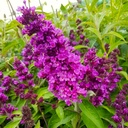 Schmetterlingsflieder - Buddleja davidii - Free Petite® 'Dark Pink' C3