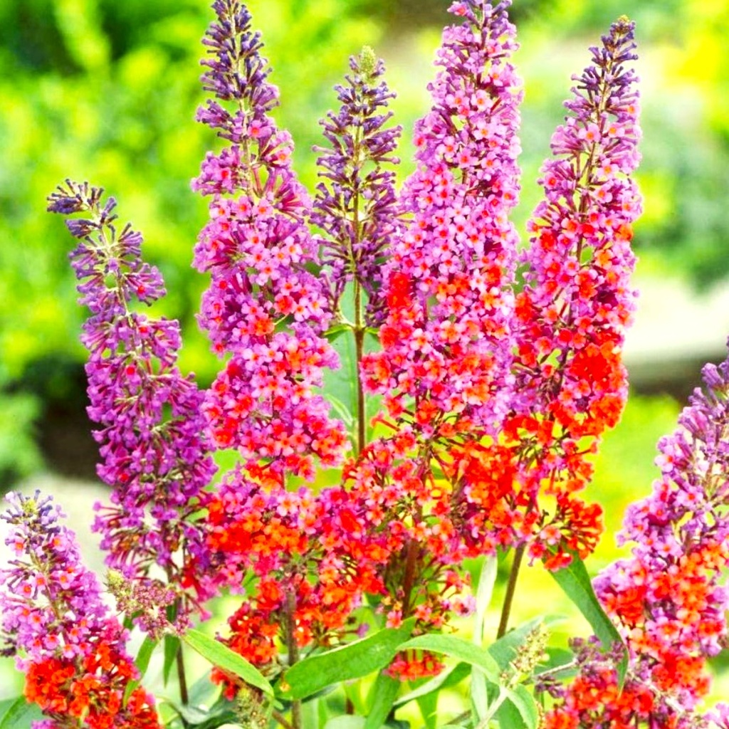 Schmetterlingsflieder - Buddleja davidii - 'Flower Power'® C3