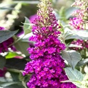 Zwergsommerflieder - Buddleja davidii - 'Buzz® Hot Rapsberry' C3