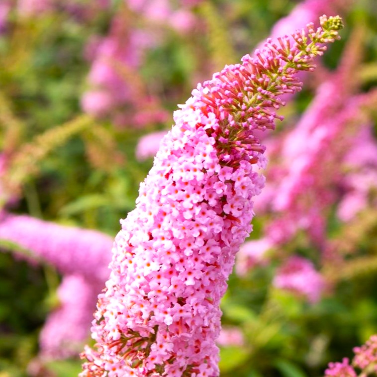 Sommerflieder - Buddleja davidii - 'Pink Panther' C3