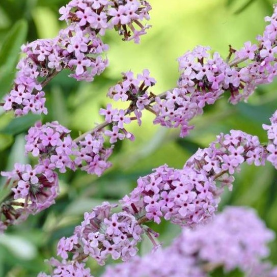 Hänge-Sommerflieder - Buddleja alternifolia 'Unique'®