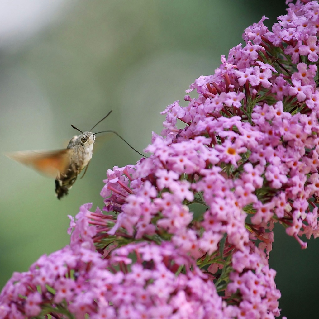 Sommerflieder - Buddleja davidii 'Pink Delight'