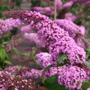 Sommerflieder - Buddleja davidii 'Pink Delight'