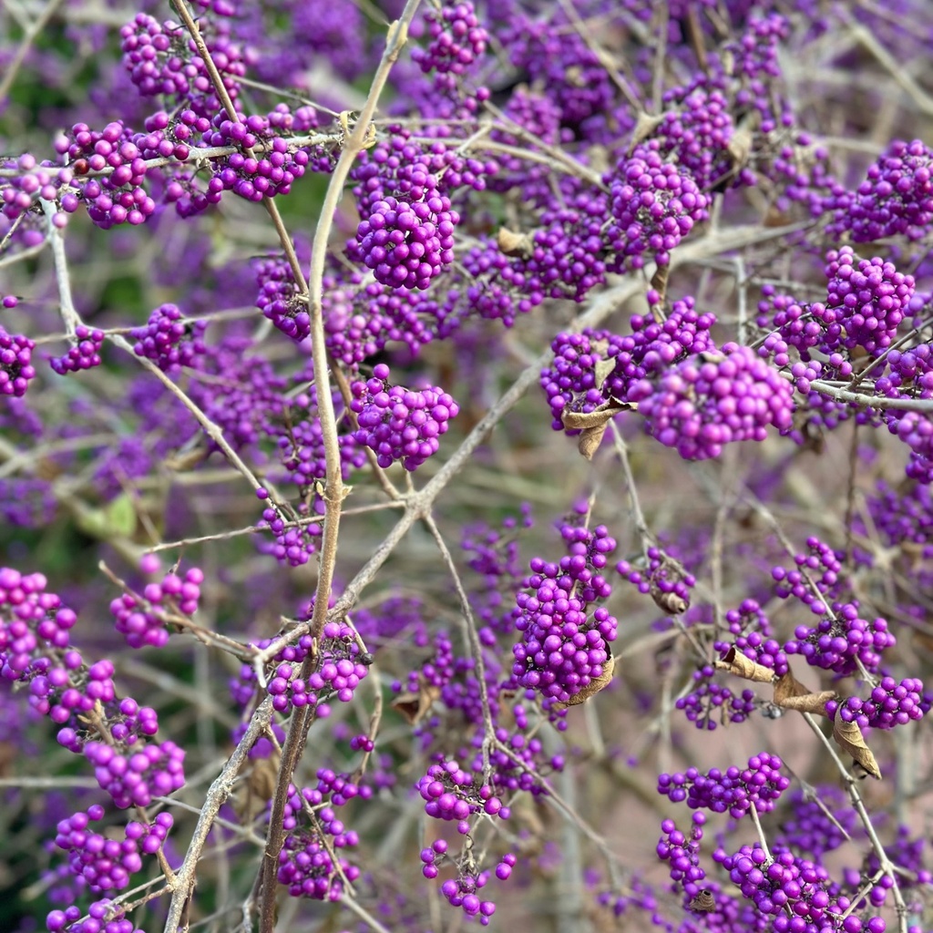 Schönfrucht - Callicarpa bodinieri 'Profusion'