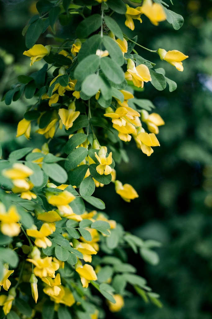 Erbsenstrauch - Caragana arborescens 'Walker' 120cm